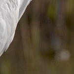IMG_2776 Aigrette garzette
